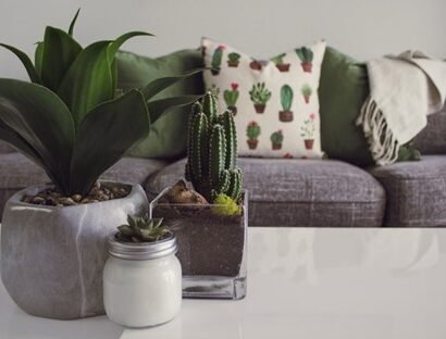 Photo of Plants on the Table