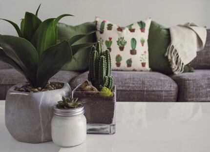 Photo of Plants on the Table