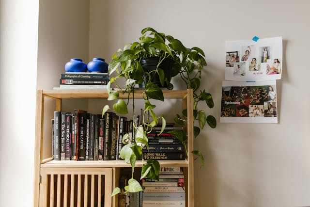 A bookshelf with books, decorative plants, and a collage on the wall, showcasing a cozy and personalized living space